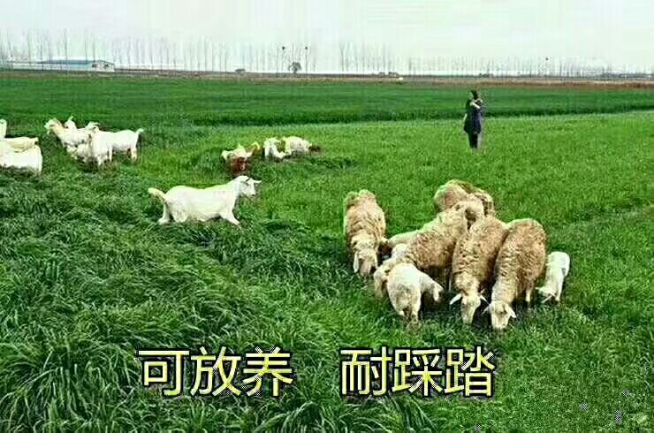 郓城县黑麦草种子