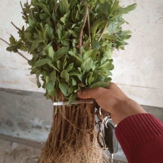 巨鹿县四季金银花苗 30~40公分