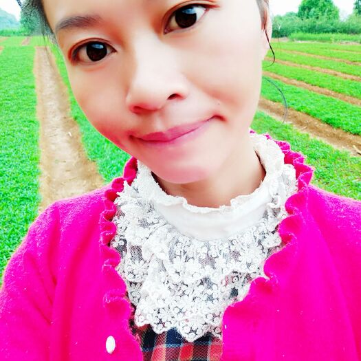 阳朔县 供应杨梅芽苗