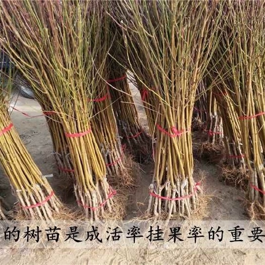 沭阳县黄桃树苗 1~1.5米