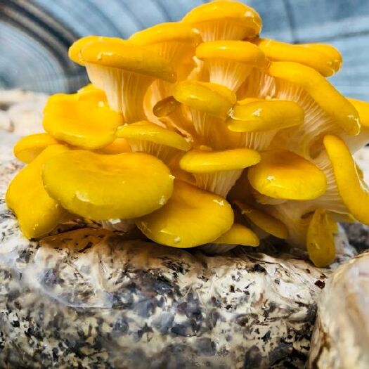 苏州黄金菇 鲜货 人工种植