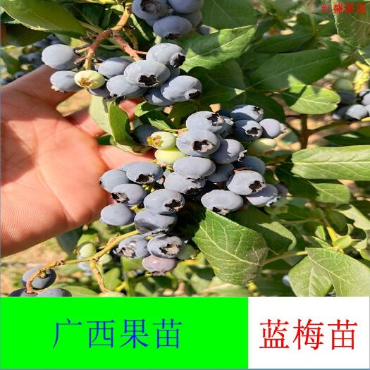 平山县奥尼尔蓝莓苗