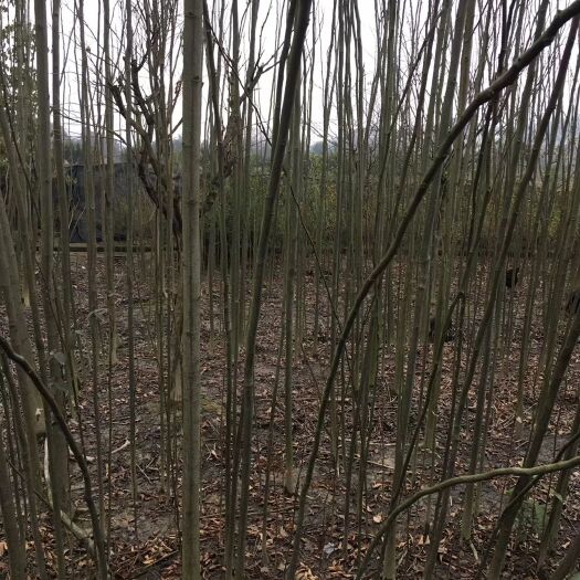桃源县栾树