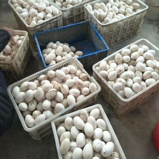 灌云县鲜鹅蛋 食用 散装