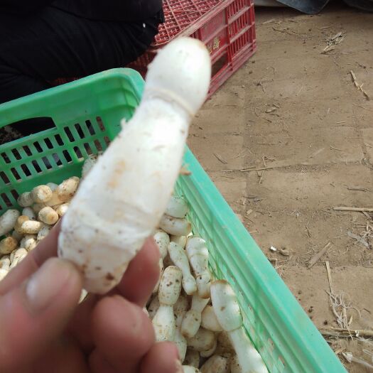 东明县鸡腿菇 人工种植 鲜货