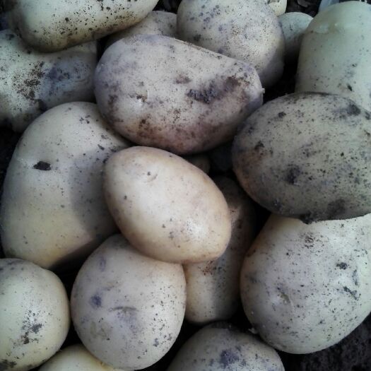 玉溪丽薯6号 3两以上