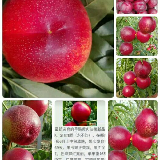 中油19油桃 1~1.5米