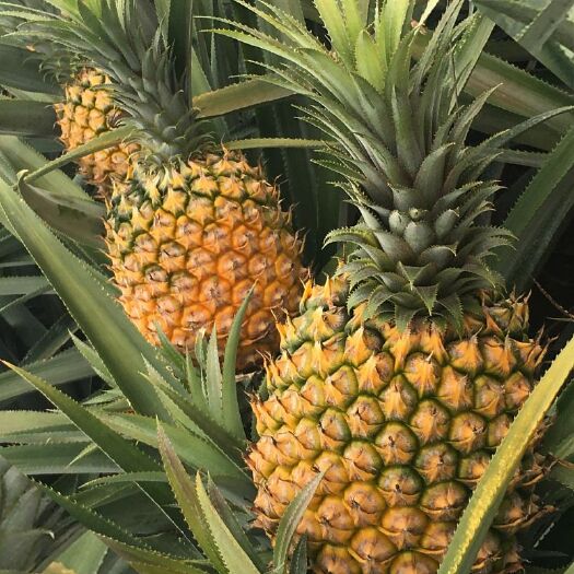 海口金钻十七号凤梨  2 - 2.5斤 海南菠萝凤梨，海南凤梨菠萝大量