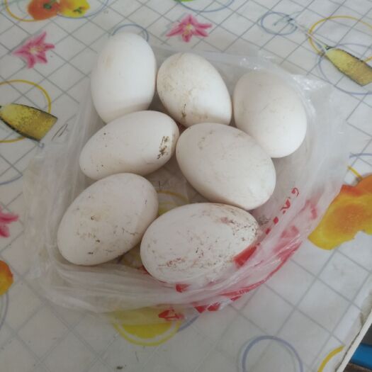 锦州种鹅蛋 食用 礼盒装