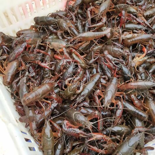 岳阳岳阳小龙虾 4-6钱 稻田虾