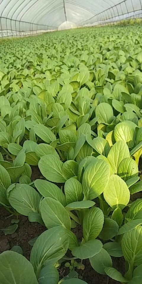 南通小青菜 20~25cm