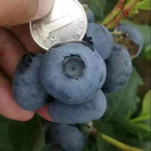  蓝莓苗
