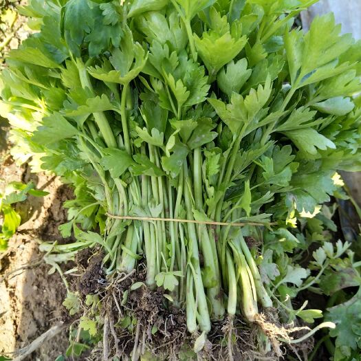 惠民县芹菜苗