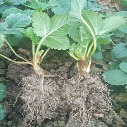 奶油草莓苗 10~20公分 地栽苗