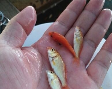 鲤鱼苗 优质鲤鱼苗，规格齐全，保证质量