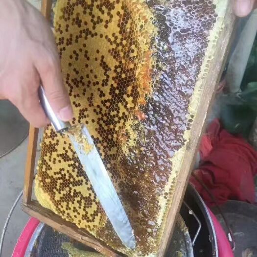 清远土蜂蜜 塑料瓶装 2年以上 