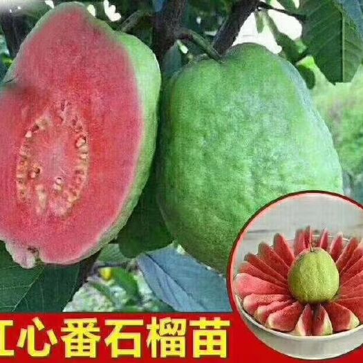 灵山县红心芭乐番石榴苗