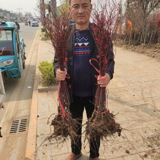沭阳县日本红枫