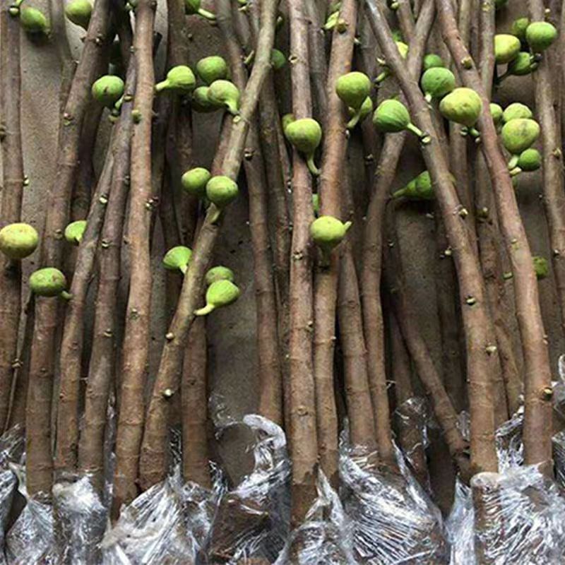 青皮无花果树苗