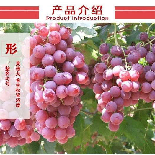 泰安美国红提苗