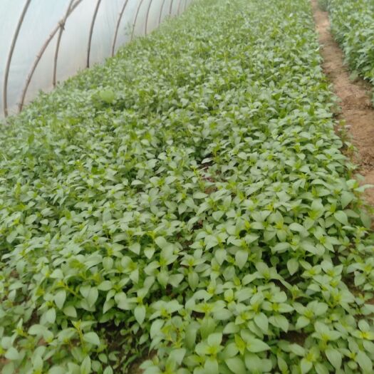 襄樊红苋菜 25-30cm 鲜绿