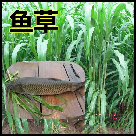 郯城县苏丹草种子
