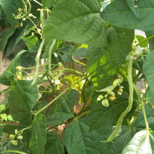 武山县架豆王豆角 高原夏菜品质口感优，种植面积广阔，种植时间有20年。