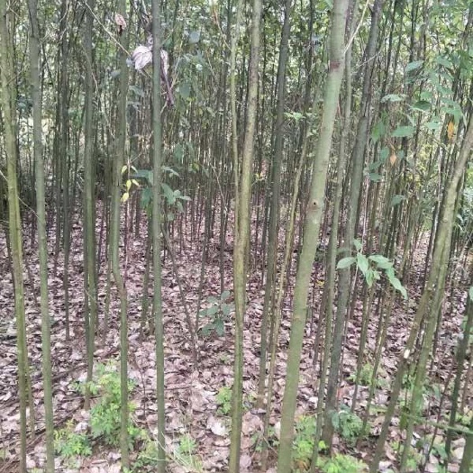 阳朔县樟树苗
