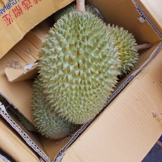 昆明托曼尼榴莲 2 - 3公斤