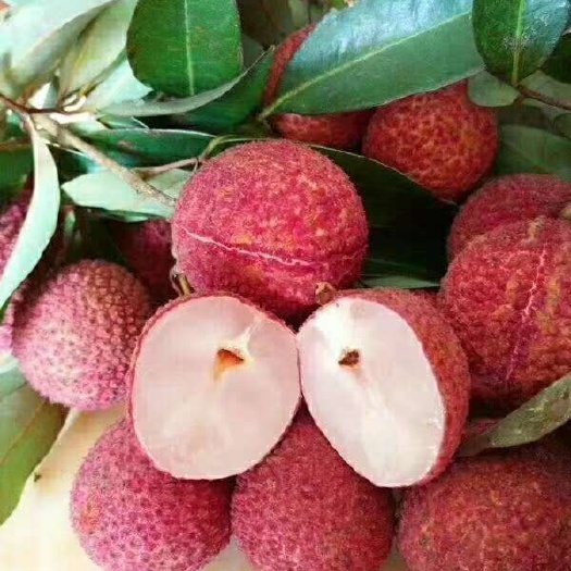灵山县无核荔枝苗  专业育苗桂味 糯米糍  妃子笑  蜜糖……各种荔枝苗基地提供