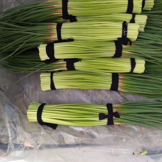 通許縣通許蒜薹 60~70cm