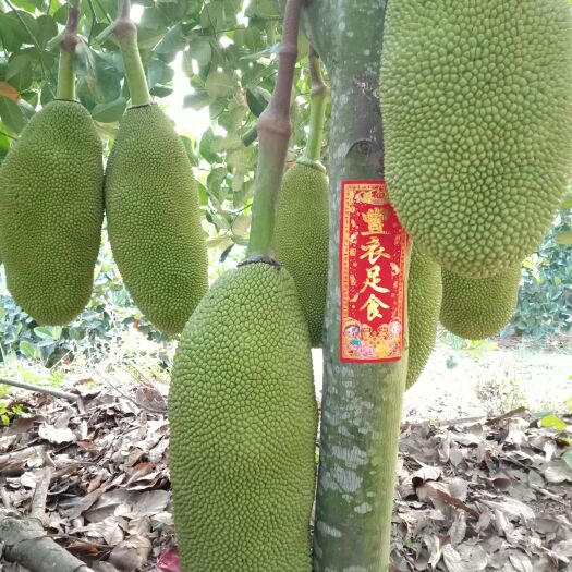 儋州市海南菠萝蜜 15斤以上
