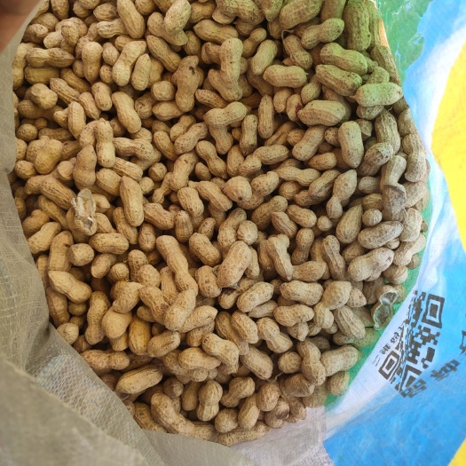 沭阳县花生种子 原种 ≥99%