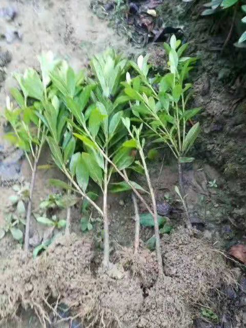 郴州 精品杜鹃
