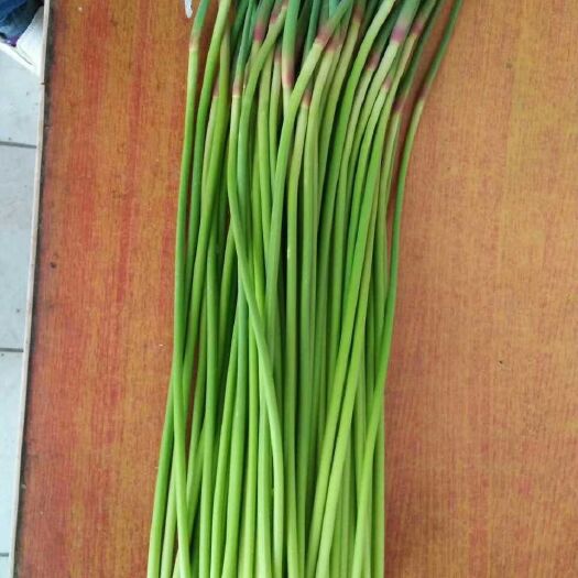 聊城红帽蒜薹 50~60cm