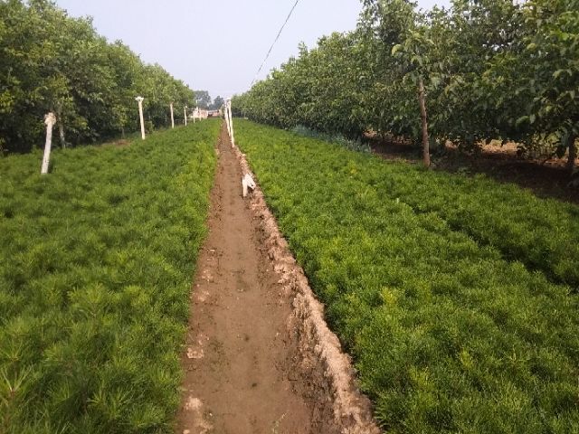 临猗县白皮松苗