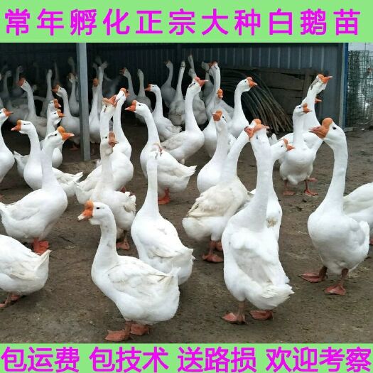 沭阳县大三花鹅苗