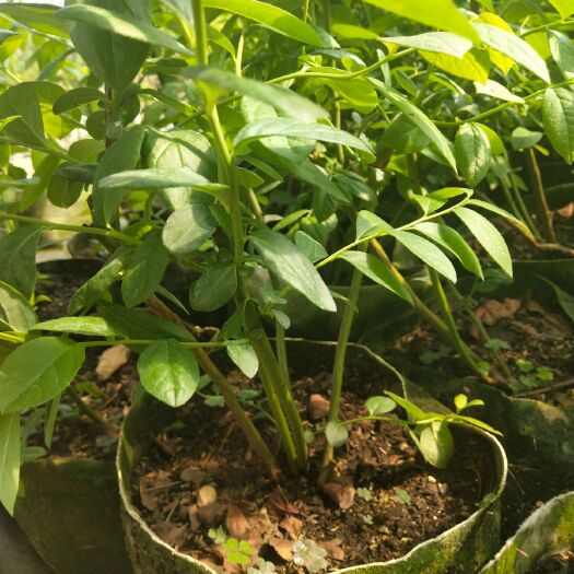 泰安 南北方种植蓝莓苗，盆栽地栽蓝莓苗，提供技术指导