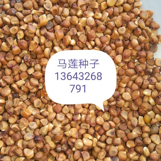 献县马兰花种子
