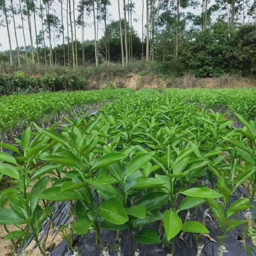 灵山县卡拉卡拉红肉脐橙苗 嫁接苗 0.5米以下