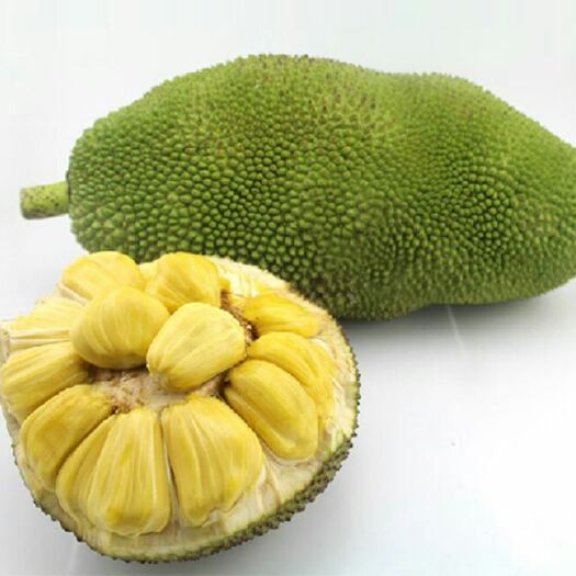 灵山县马来西亚一号菠萝蜜苗