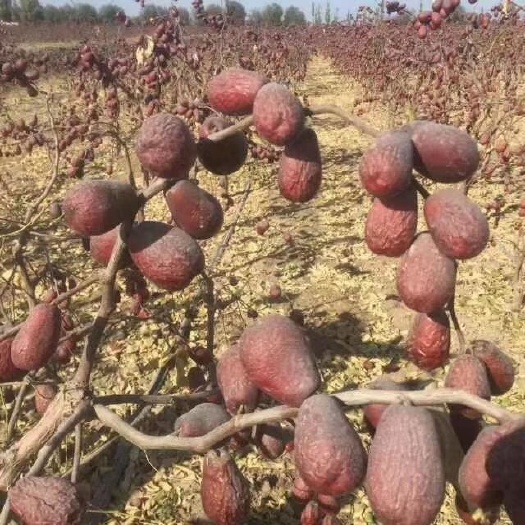 新疆大枣 一级