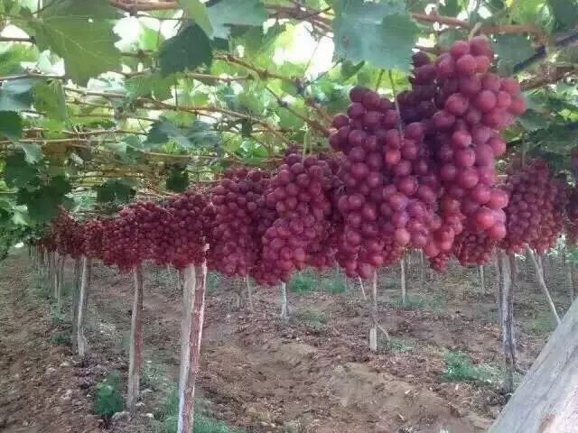 平邑县香葡萄