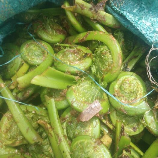 德钦县野生蕨菜  鲜货 天然，质量很好