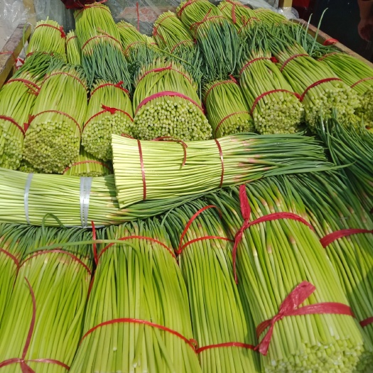 红帽蒜薹 50~60cm