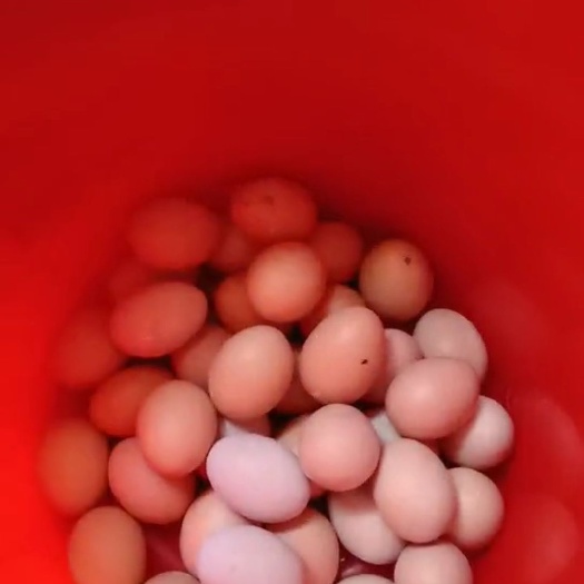 沛县土鸡蛋 食用 箱装 