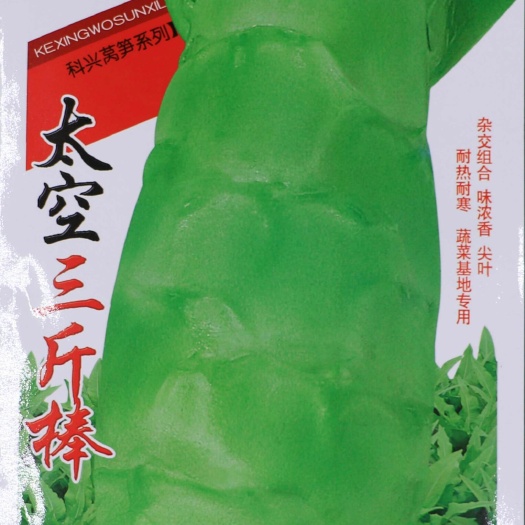 绵阳 四季尖叶莴笋种子