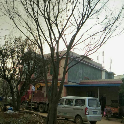 寻甸县滇朴