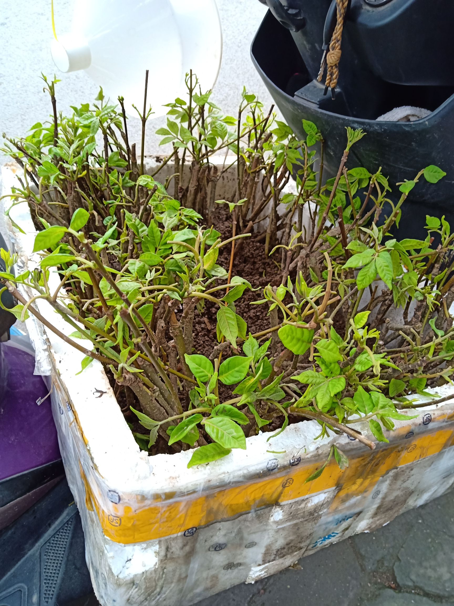 吴茱萸苗 高产中花江西吴茱萸