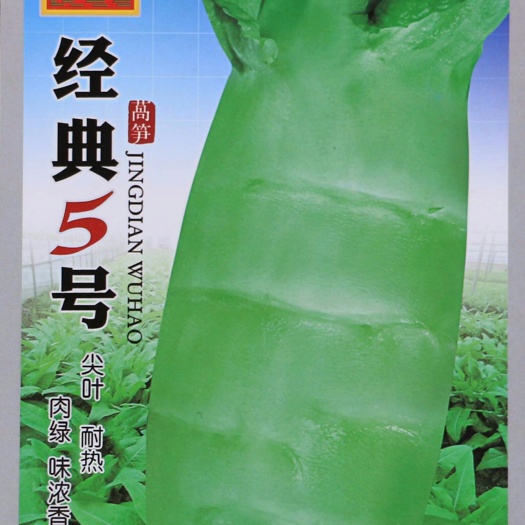 绵阳耐热莴笋种子（科兴经典五号）耐寒莴笋种子（傲雪松）